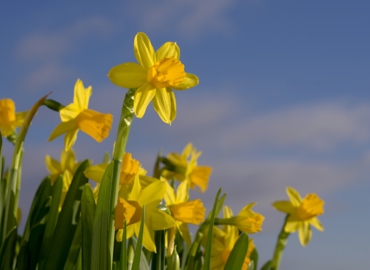easter-daffodils-1299225 (1).jpg